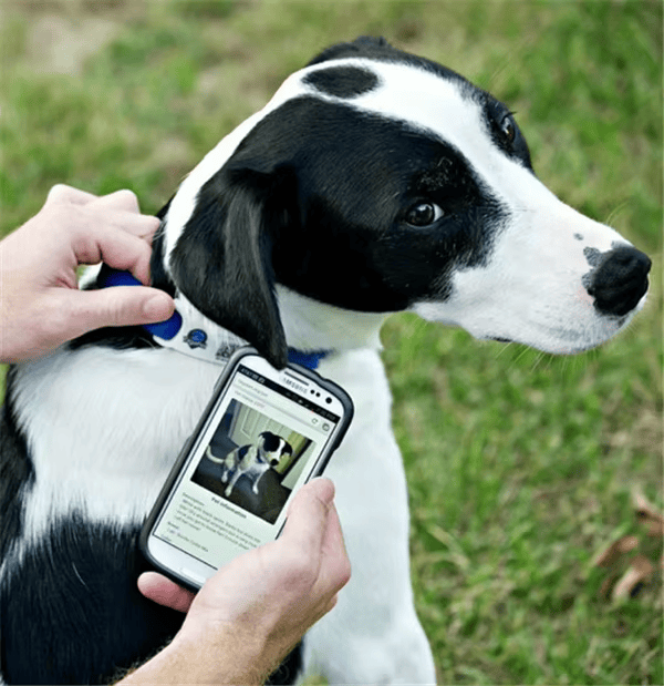 Etiqueta RFID para animais com argola metálica para fixação segura e leitura fácil durante o uso diário.