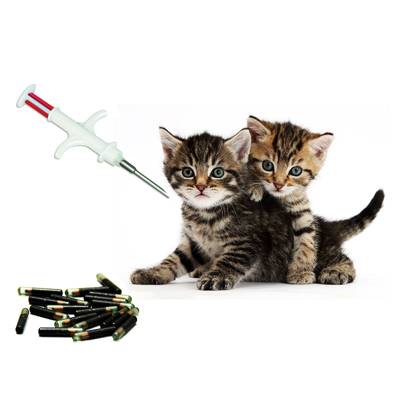 Dois filhotes de gato ao lado de um aplicador e microchips RFID para representar a identificação e rastreabilidade de pets.